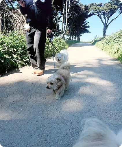 My dogs <3